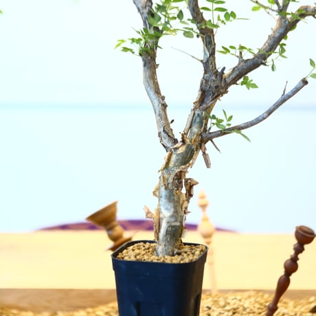 ブルセラ ファガロイデス / Bursera fagaroides   no.62515