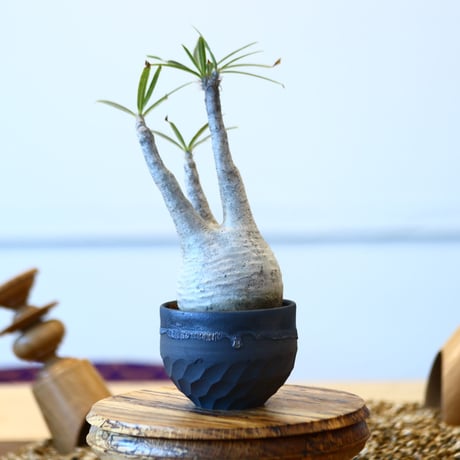 N/OH × Pachypodium  gracilius    no.61836
