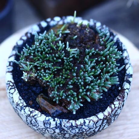 アボニア   クイナリア   アルストニー  赤花／Avonia quinaria ssp. alstonii    no.111407