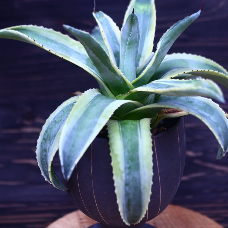 アガベ　美株　アメリカーナ　コーネリウス アガベ・アメリカーナ 'コーネリウス'｜Agave americana