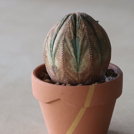 Euphorbia obesa × YAMABACHI var. N/OH (3号鉢)  no.420-50