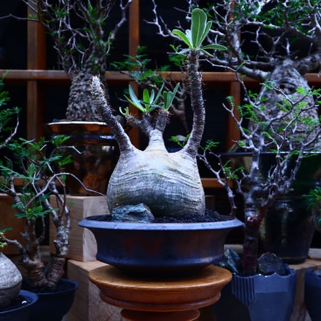パキポディウム  グラキリス／Pachypodium  gracilius       no.81512
