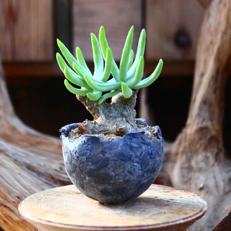 チレコドン ペアルソニー 白象 / Tylecodon pearsonii / 発根