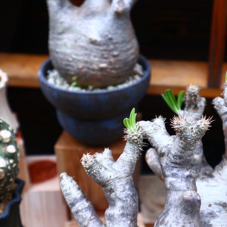 パキポディウム ブレビカリックス／Pachypodium densiflorum var. brevicalyx    no.61902