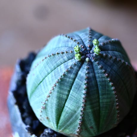ユーフォルビア  オベサ    Euphorbia obesa　no.81625-1