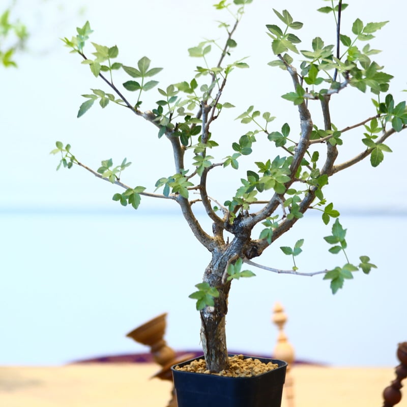 ブルセラ ファガロイデス / Bursera fagaroides no.62519 | ブルセラ ファガロイデス / Bursera fagaroides no.62519 |