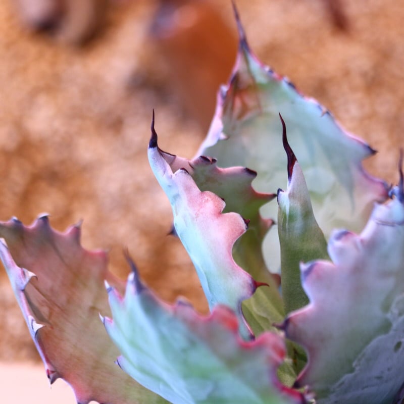 アガベ コロラータ(子株つき) / Agave colorata no.51403 |