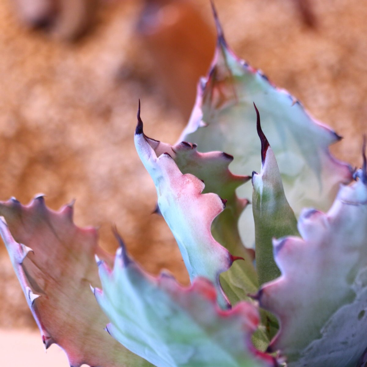 アガベ コロラータ(子株つき) / Agave colorata no.51403 |