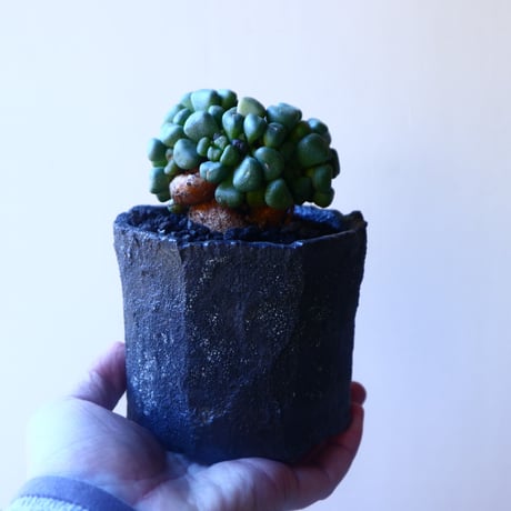 アロイノプシス  スクーネーシー   Aloinopsis schooneesii   no.20217
