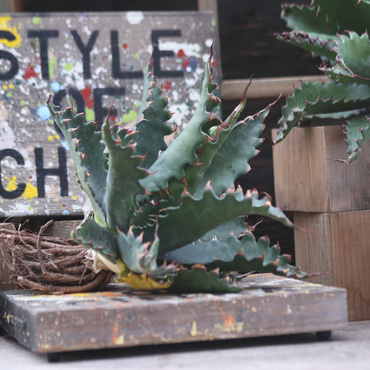 ジェントリー　ジョーズ　　Venice vintage storeページ アガベジェントリージョーズ | STORES