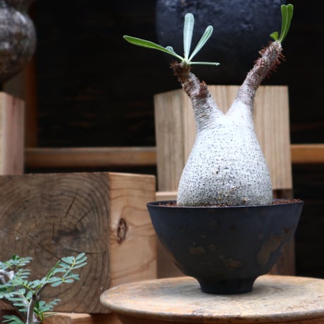 パキポディウム  グラキリス／Pachypodium  gracilius     no.82805