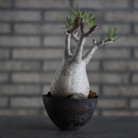 Pachypodium gracilius × takero pot (5.5号)  no.713-12