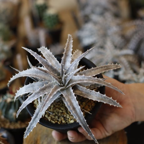 Dyckia ‘Fujiyama' x incana (4号鉢)  no.1226/41