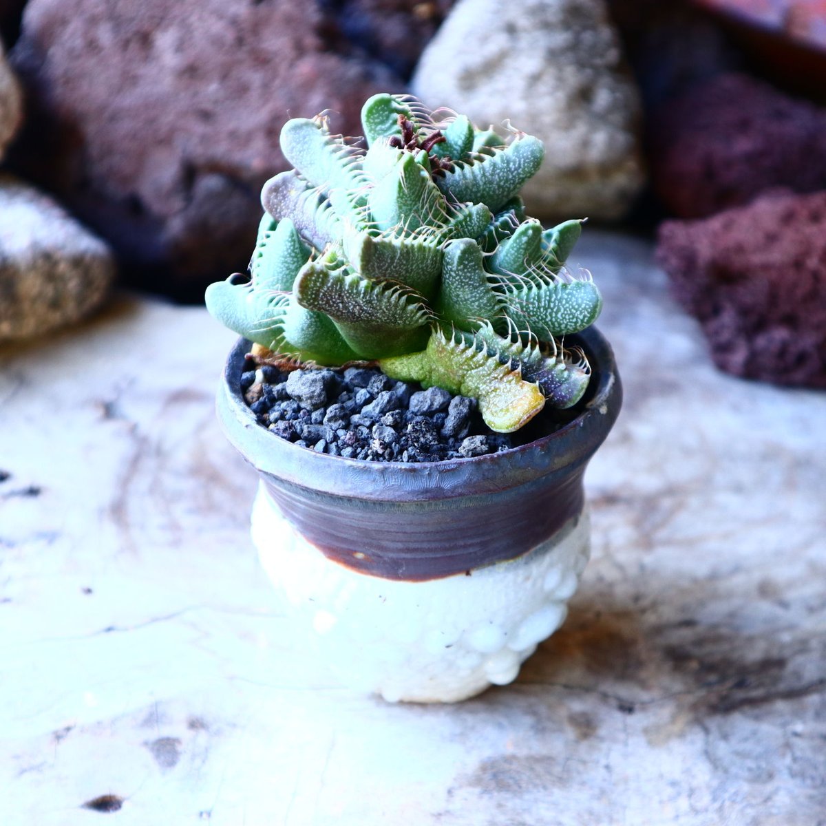 レア✨フォーカリア　鯨皮　抜き苗 フォーカリア・チグリナ | NINA