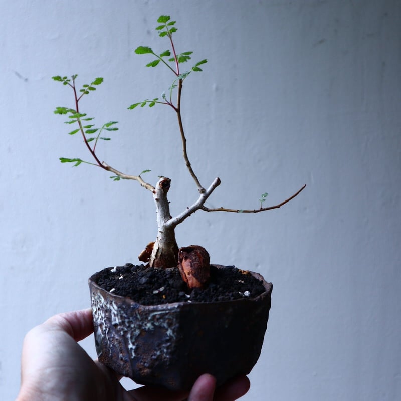 パキコルムス ディスカラー (象の木) Pachycormus discolor n
