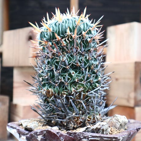 エキノフォスロカクタス 縮玉／Echinofossulocactus zacatecasensis   no.91813