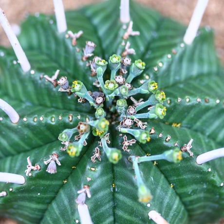 ユーフォルビア  バリダ♂／Euphorbia valida    no.40383