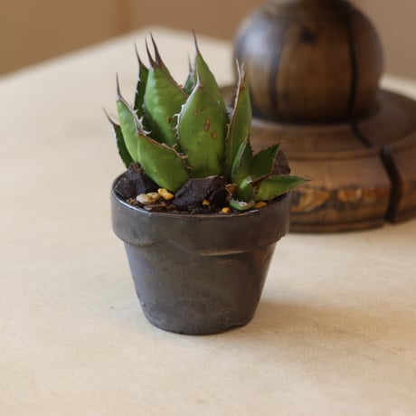 U.S.horrida / Style of Chika × YAMABACHI var.takero pot  no.131-14