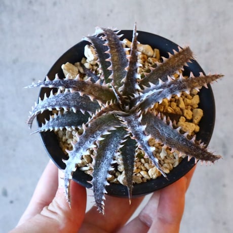 Dyckia ‘Brair Patch’ × ‘Sawfish’      011