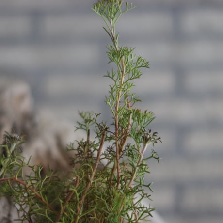 Isopogon formosus × 備前鉢2号 / kemuriradio  no.607-29