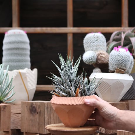 ハオルチア シモフリ／Haworthia fasciata 'Shimofuri'  no.112752