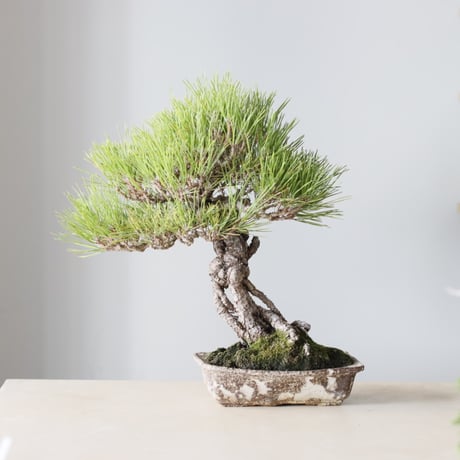 CATEGORY 2025/9/13 20:00~ | 芽の巣山
