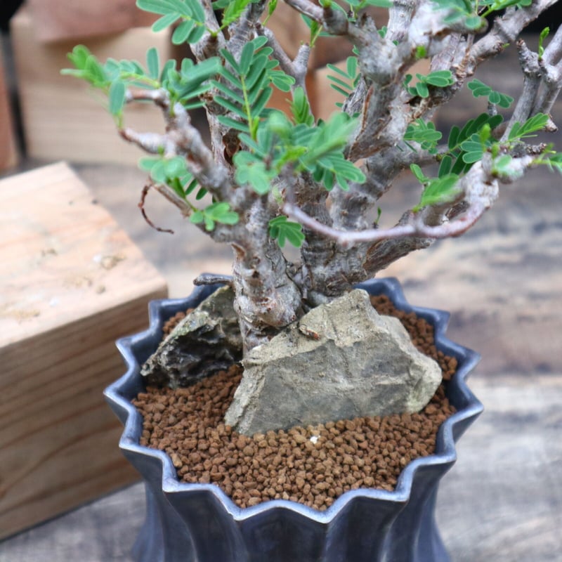 センナ メリディオナリス／Senna meridionalis no.91804 | 芽の巣山