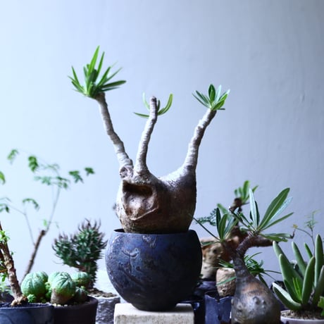 パキポディウム グラキリス   Pachypodium rosulatum var. gracilius no.90601