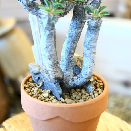 YAMABACHI × Euphorbia guillauminiana   no.1119-14