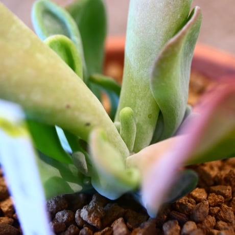 Kalanchoe luciae monstrosa × YAMABACHI   no.123133