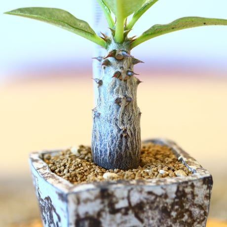 Pachypodium baronii var. windsorii × たけろうポット    no.100806