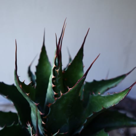 アガベ  モンタナ  Agave montana     no.111027