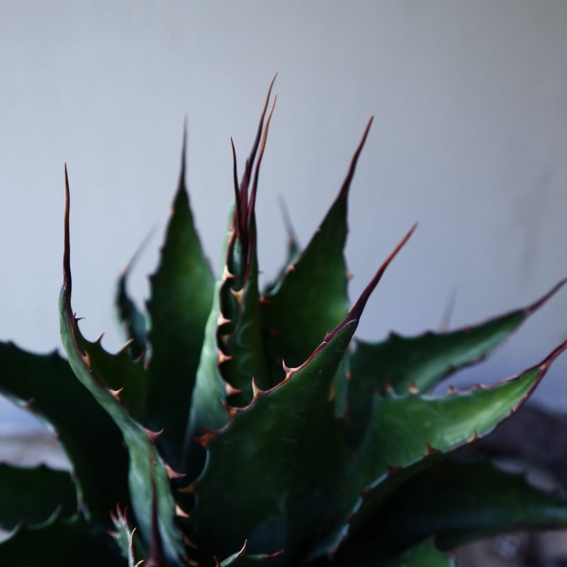 アガベ モンタナ Agave montana no.111027 | 芽の巣山