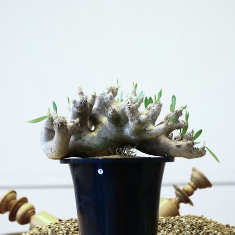 パキポディウム ブレビカリックス / Pachypodium densiflorum var. brevicalyx   no.42305