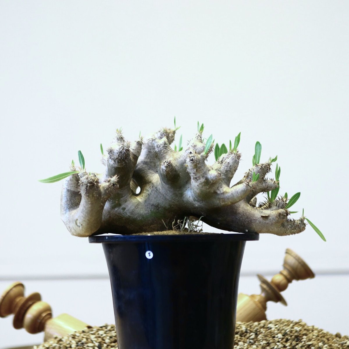 パキポディウム ブレビカリックス / Pachypodium densiflorum var....