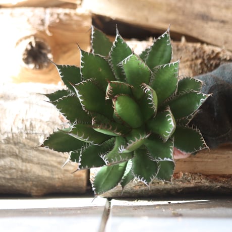U.S. horrida -By the way (Agave horrida) / Style of Chika　no.1203-9