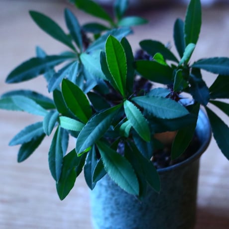 ユーフォルビア   花キリン  Euphorbia milii  no.70529