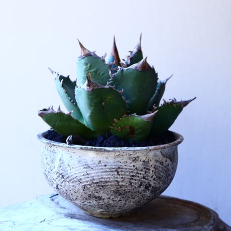 アガベ   チタノタ    Agave titanota    no.11233
