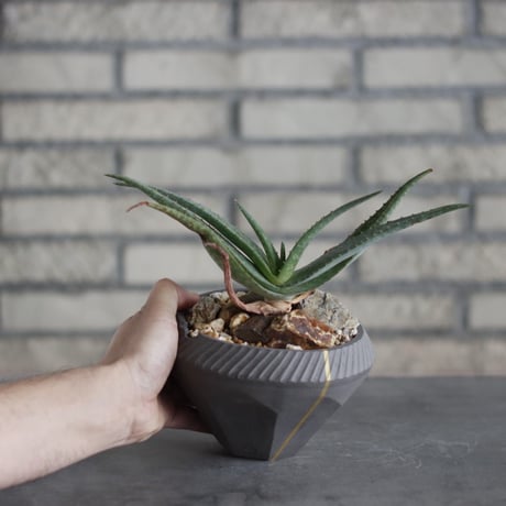 Aloe lavranosii Reynolds Yemen CITES Species × N/OH (5号)  no.510/21