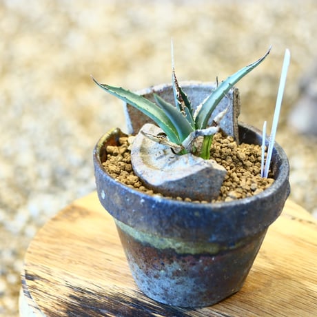 専用！希少！Melastoma sp.Ranau WWR便❣️メラストマ ソネリラ 希少