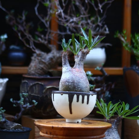 パキポディウム  グラキリス／Pachypodium  gracilius       no.92643