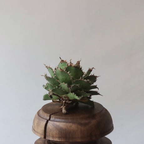 U.S. filigree (Agave titanota filigree) / Style of Chika　no.1227-52