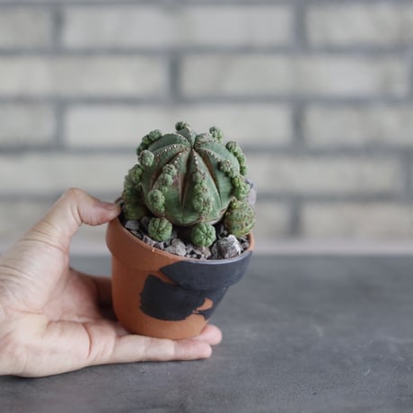 Euphorbia obesa (仔吹きオベサ) × N/OH(3号)  no.510/41