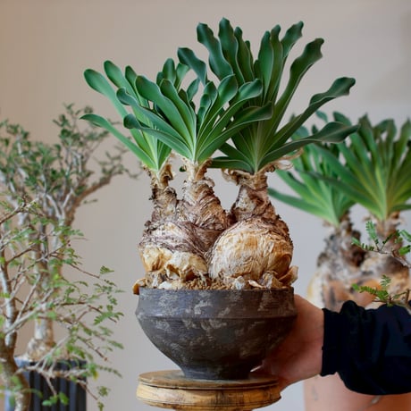 CATEGORY 2025/12/14 20:00~ | 芽の巣山