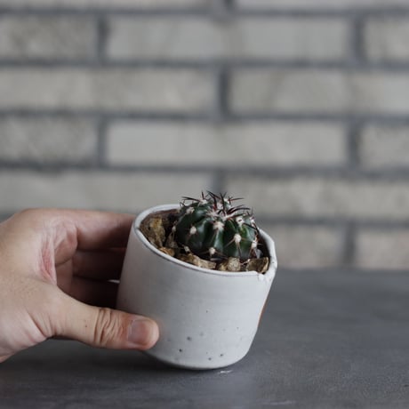 Discocactus gigantea × N/OH (2.5号鉢)  no.706-29