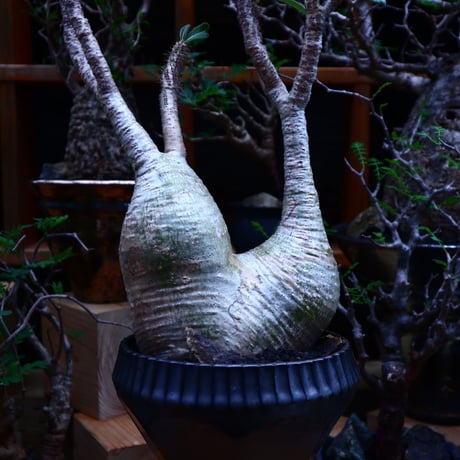 パキポディウム  グラキリス／Pachypodium  gracilius       no.81511