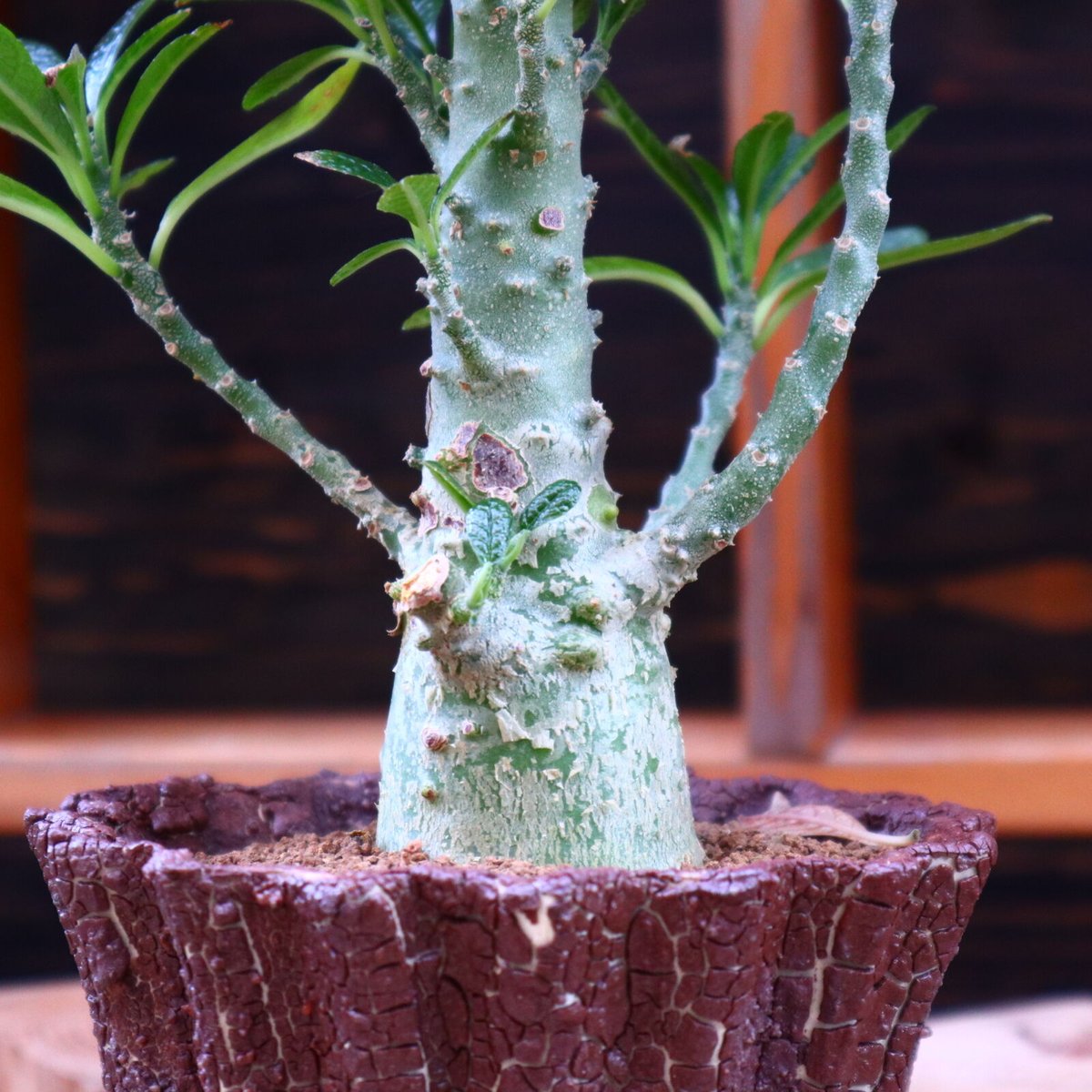 ドルステニア ギガス／Dorstenia gigas no.60576 | 芽の巣山