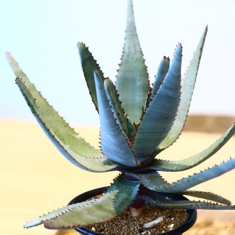アロエ コニフェラ / Aloe conifera     no.51418