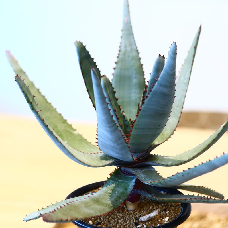 アロエ コニフェラ / Aloe conifera no.51418 | 芽の巣山