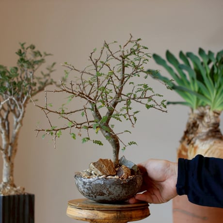 Bursera aptera × takero pot  (5号)  no.1214/4